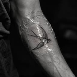 golondrina, film